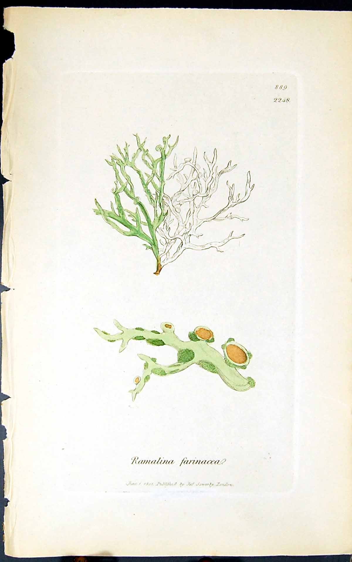 Antique Old Print Ramalina Farinacea 1847 British Plants Sowerby Smith Colour