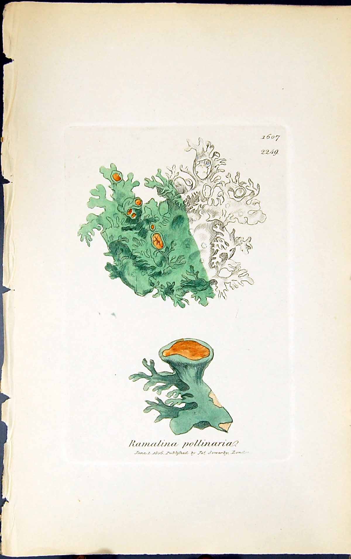 Antique Old Print Ramalina Pollinaria1847 British Plants Sowerby Smith Colour