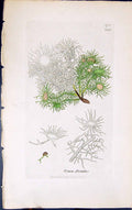 Old Antique Print Usnea Florida 1847 British Plants Sowerby Smith Colour 19th