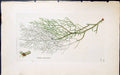 Old Antique Print Usnea Plicata 1847 British Plants Sowerby Smith Colour 19th