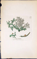 Original Old Antique Print Usnea Hirta 1847 British Plants Sowerby Smith Colour