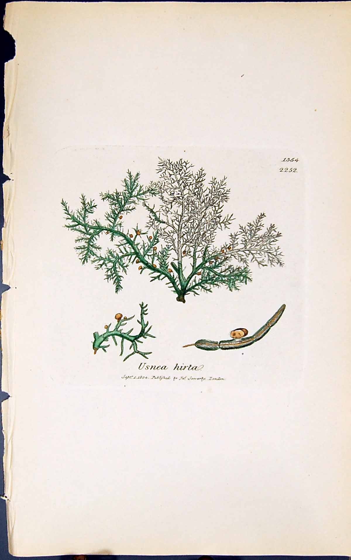 Original Old Antique Print Usnea Hirta 1847 British Plants Sowerby Smith Colour