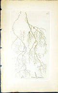 Old Antique Print Usnea Barbata 1847 British Plants Sowerby Smith Colour 19th