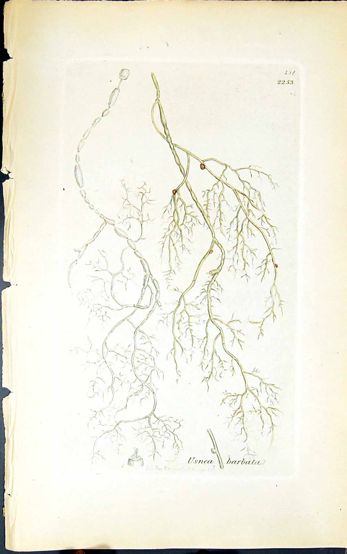 Old Antique Print Usnea Barbata 1847 British Plants Sowerby Smith Colour 19th