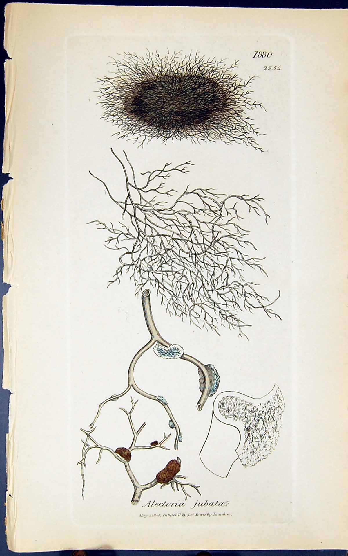 Antique Old Print Alectoria Jubata 1847 British Plants Sowerby Smith Colour