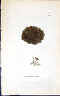 Antique Print Cornicularia Tristis 1847 British Plants Sowerby Smith Colour