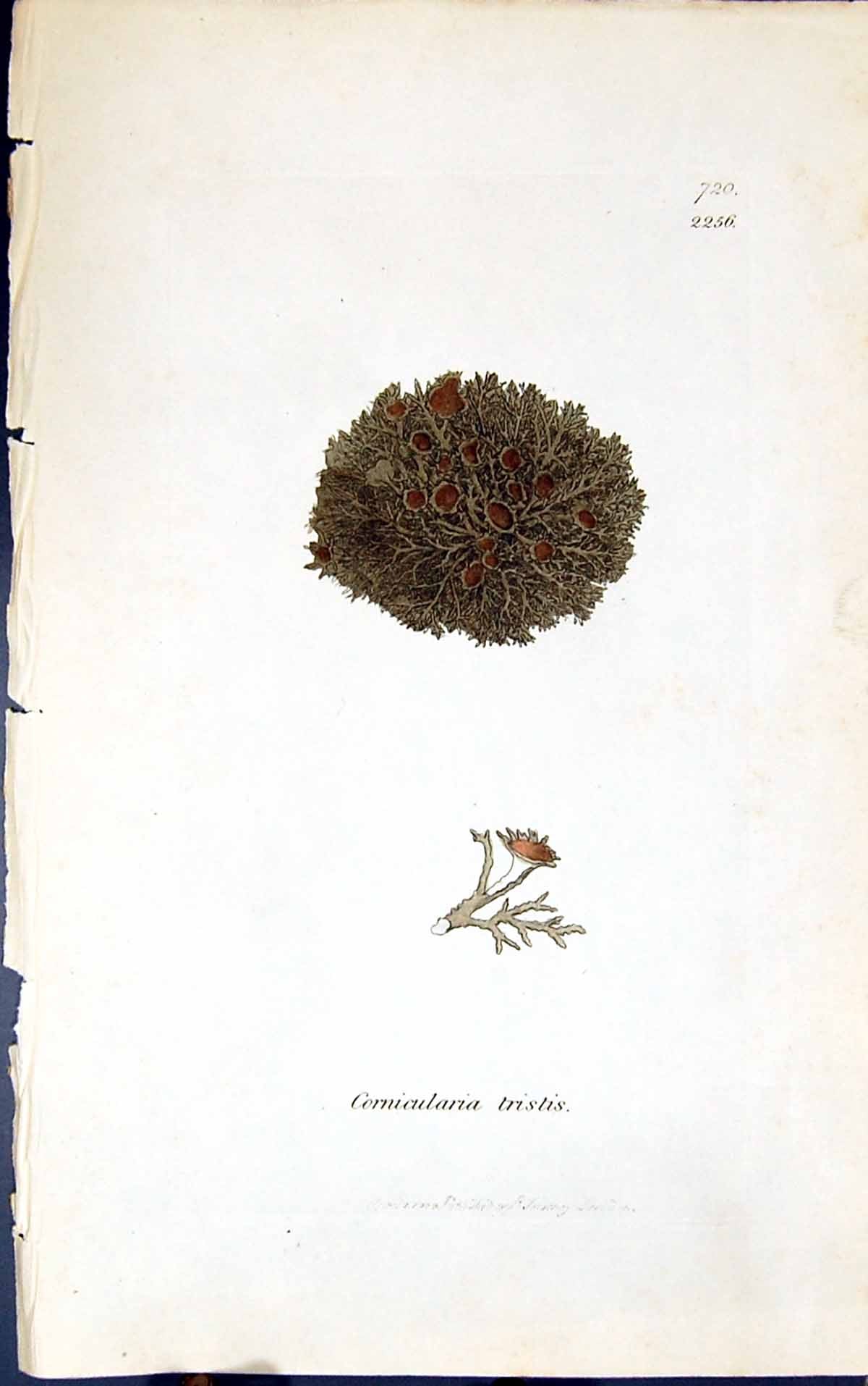 Antique Print Cornicularia Tristis 1847 British Plants Sowerby Smith Colour
