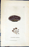 Old Print Cornicularia Aculeata 1847 British Plants Sowerby Smith Colour 19th