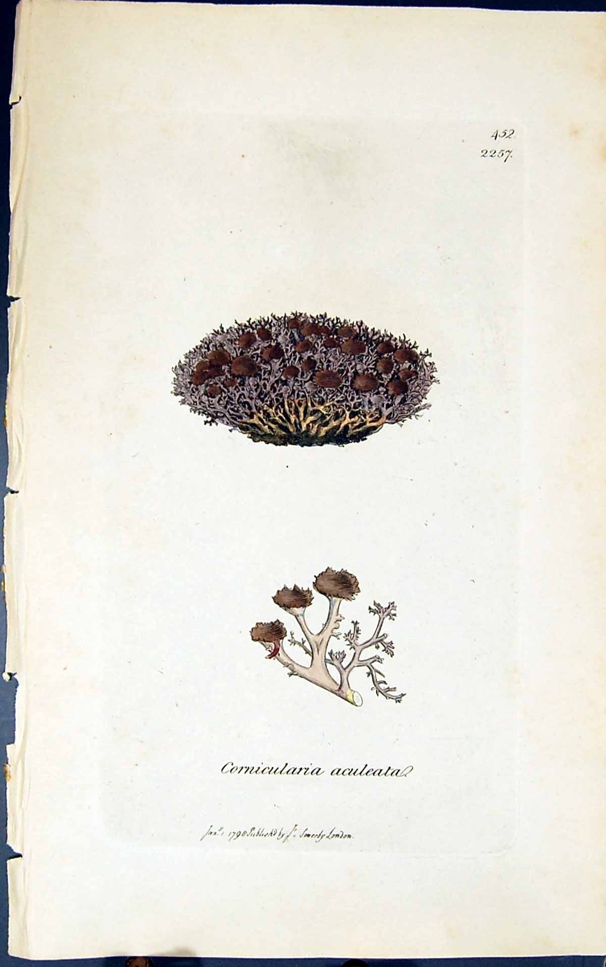 Old Print Cornicularia Aculeata 1847 British Plants Sowerby Smith Colour 19th