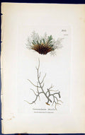 Antique Print Cornicularia Bicolor 1847 British Plants Sowerby Smith Colour
