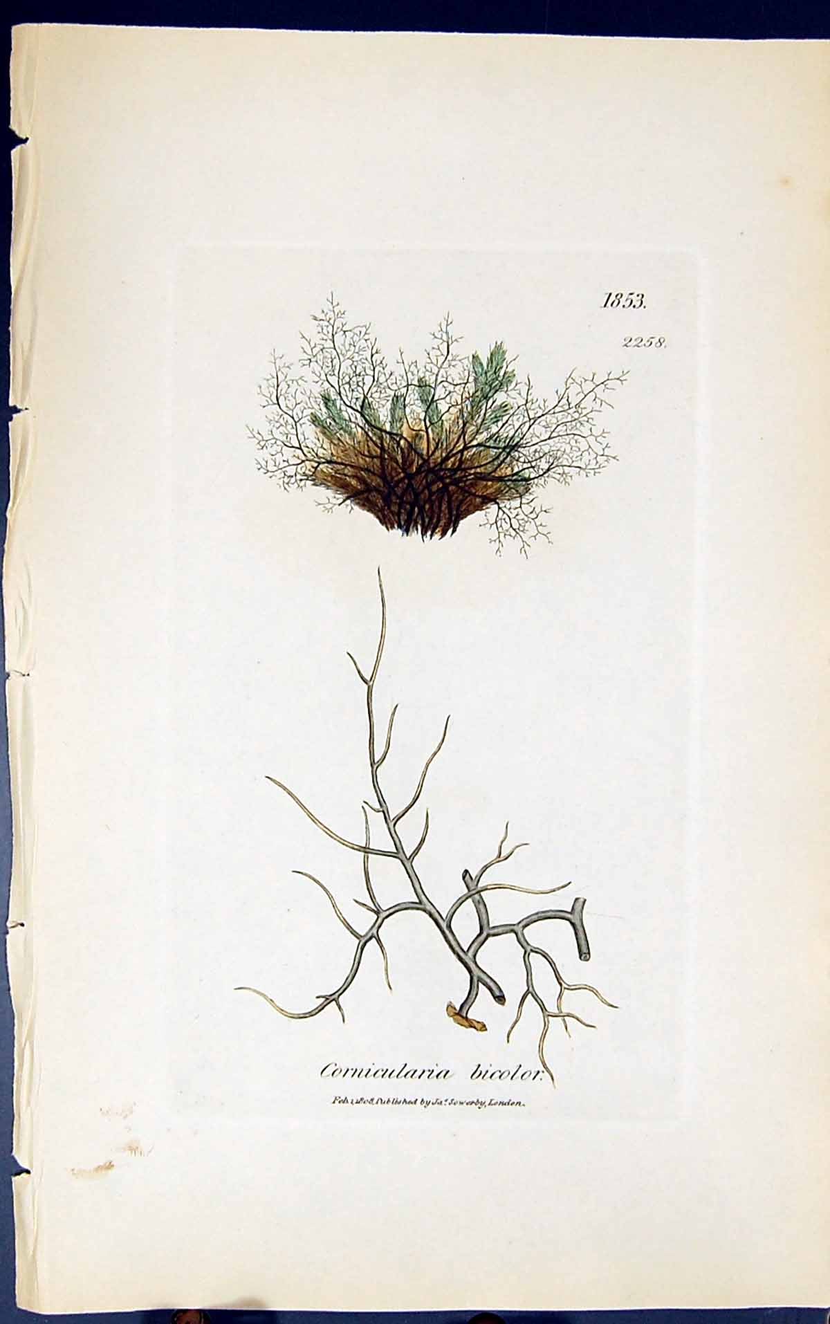 Antique Print Cornicularia Bicolor 1847 British Plants Sowerby Smith Colour