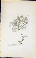 Antique Old Print Cornicularia Ocbroleuca 1847 British Plants Sowerby Smith