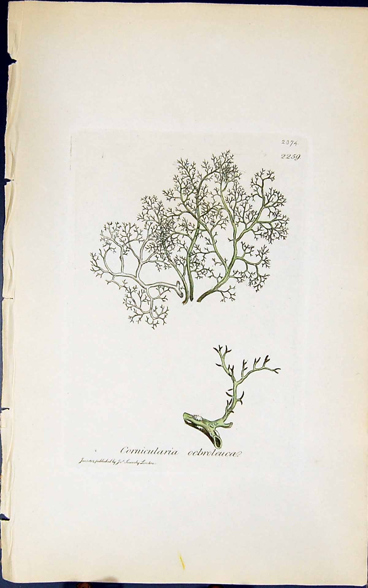 Antique Old Print Cornicularia Ocbroleuca 1847 British Plants Sowerby Smith
