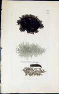 Antique Print Cornicularia Lanata 1847 British Plants Sowerby Smith Colour 19th