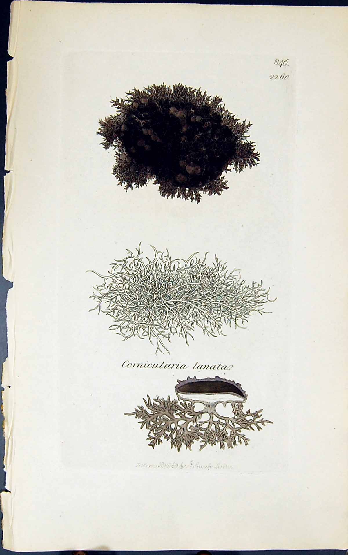 Antique Print Cornicularia Lanata 1847 British Plants Sowerby Smith Colour 19th