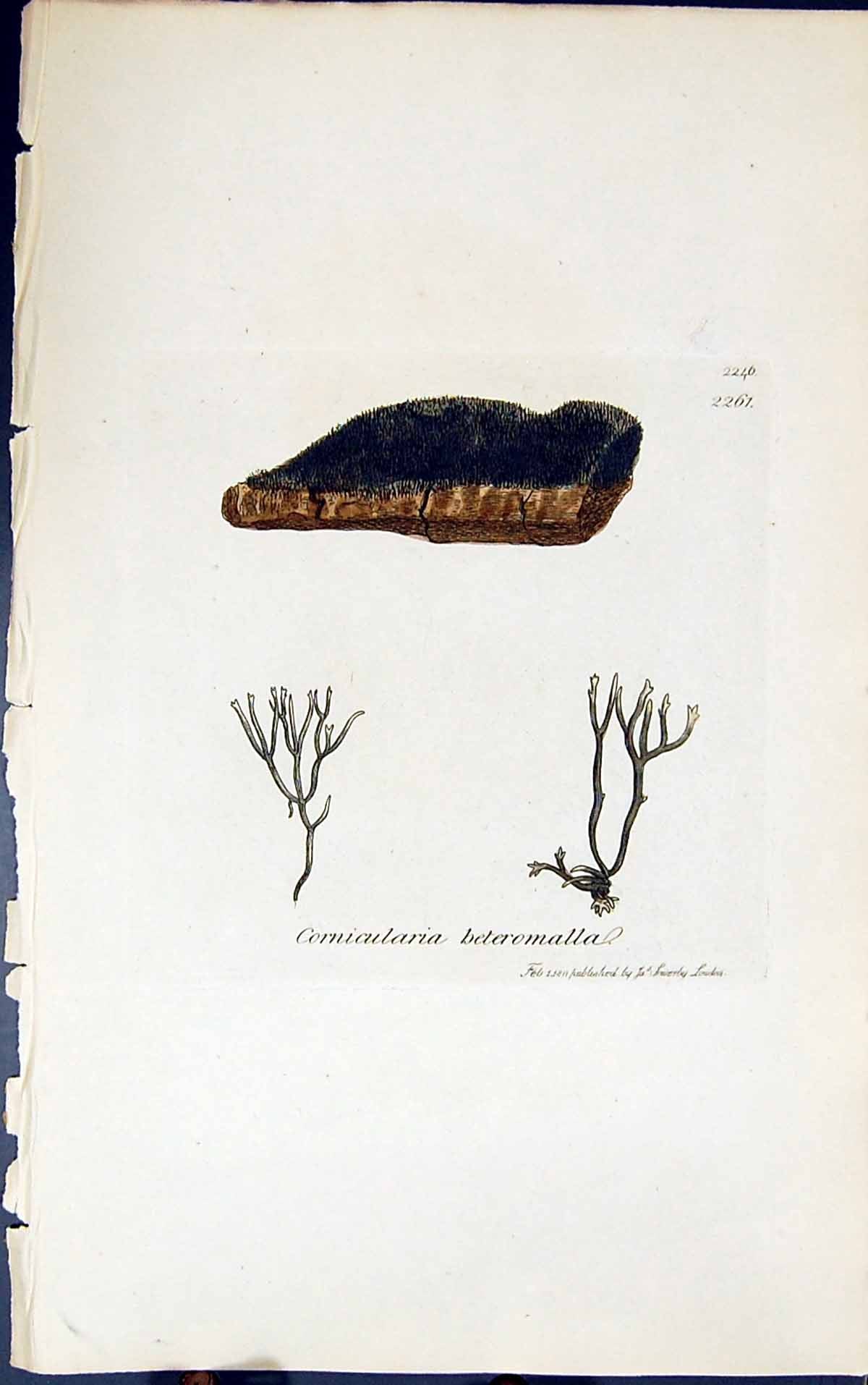 Antique Old Print Cornicularia Beteromalla 1847 British Plants Sowerby Smith