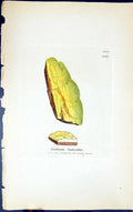 Antique Old Print Isidium Lutescens1847 British Plants Sowerby Smith Colour