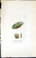 Antique Old Print Isidium Coccodes 1847 British Plants Sowerby Smith Colour