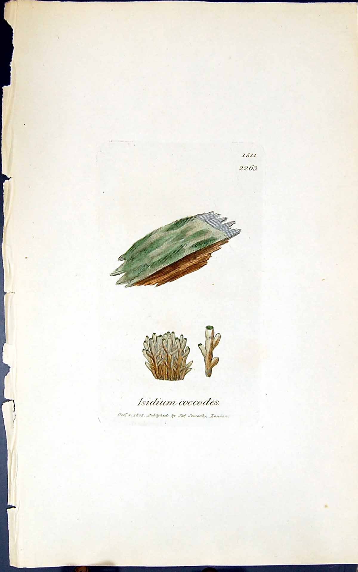 Antique Old Print Isidium Coccodes 1847 British Plants Sowerby Smith Colour