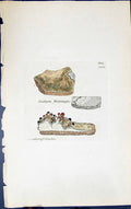 Antique Old Print Isidium Westringii 1847 British Plants Sowerby Smith Colour
