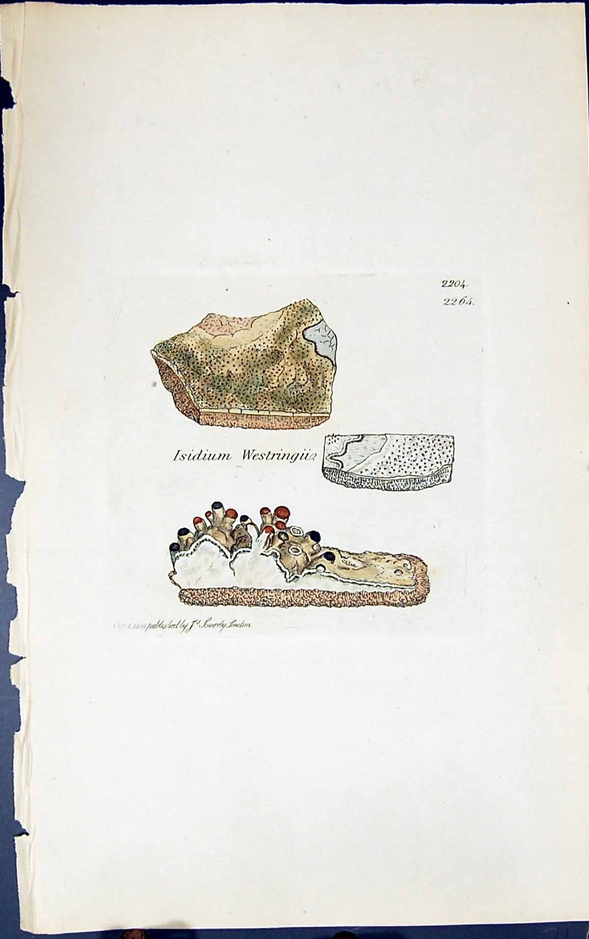 Antique Old Print Isidium Westringii 1847 British Plants Sowerby Smith Colour