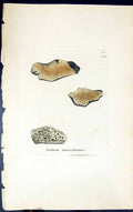 Antique Print Isidium Microsticum 1847 British Plants Sowerby Smith Colour 19th