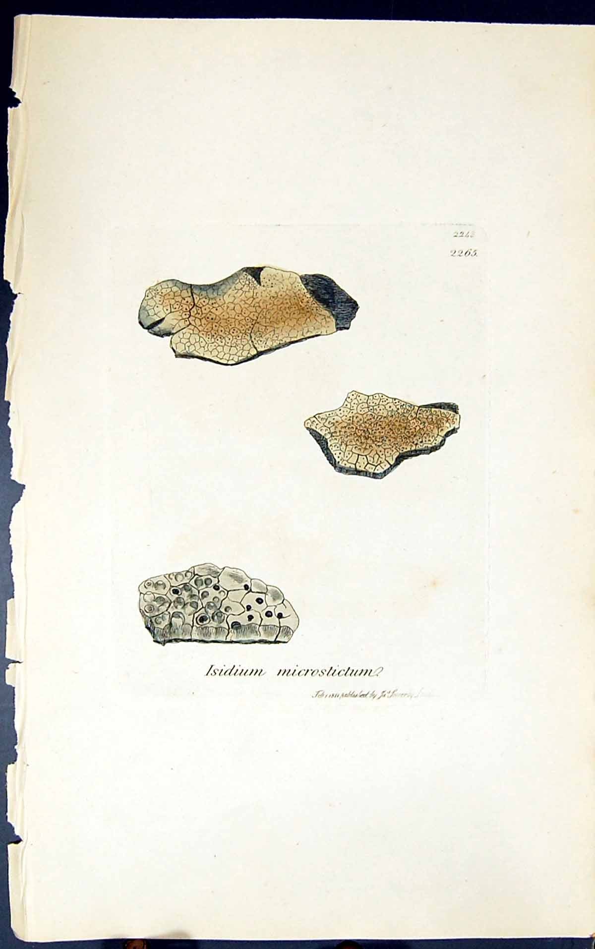 Antique Print Isidium Microsticum 1847 British Plants Sowerby Smith Colour 19th