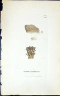 Antique Old Print Isidium Corallinum 1847 British Plants Sowerby Smith Colour