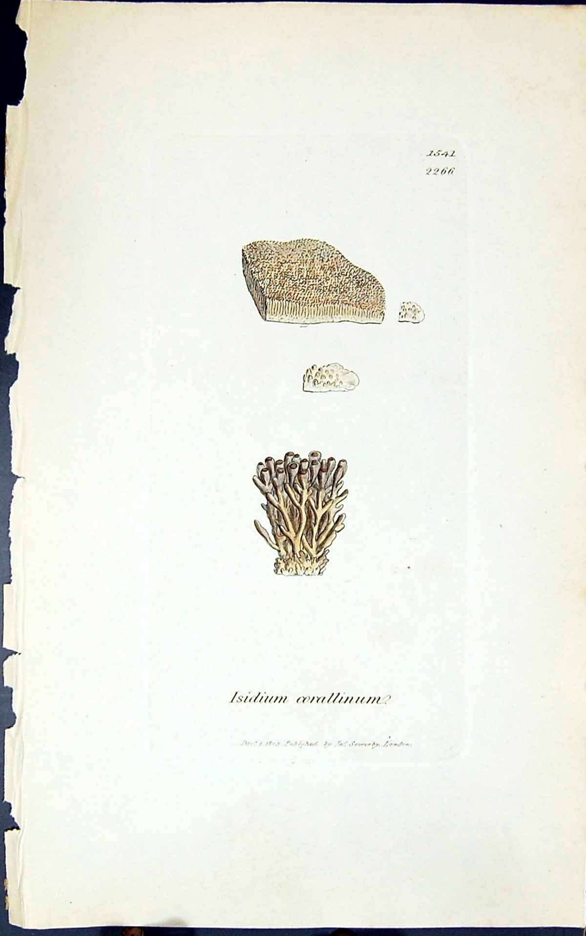 Antique Old Print Isidium Corallinum 1847 British Plants Sowerby Smith Colour