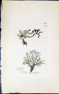 Antique Old Print Isidium Oculatum 1847 British Plants Sowerby Smith Colour