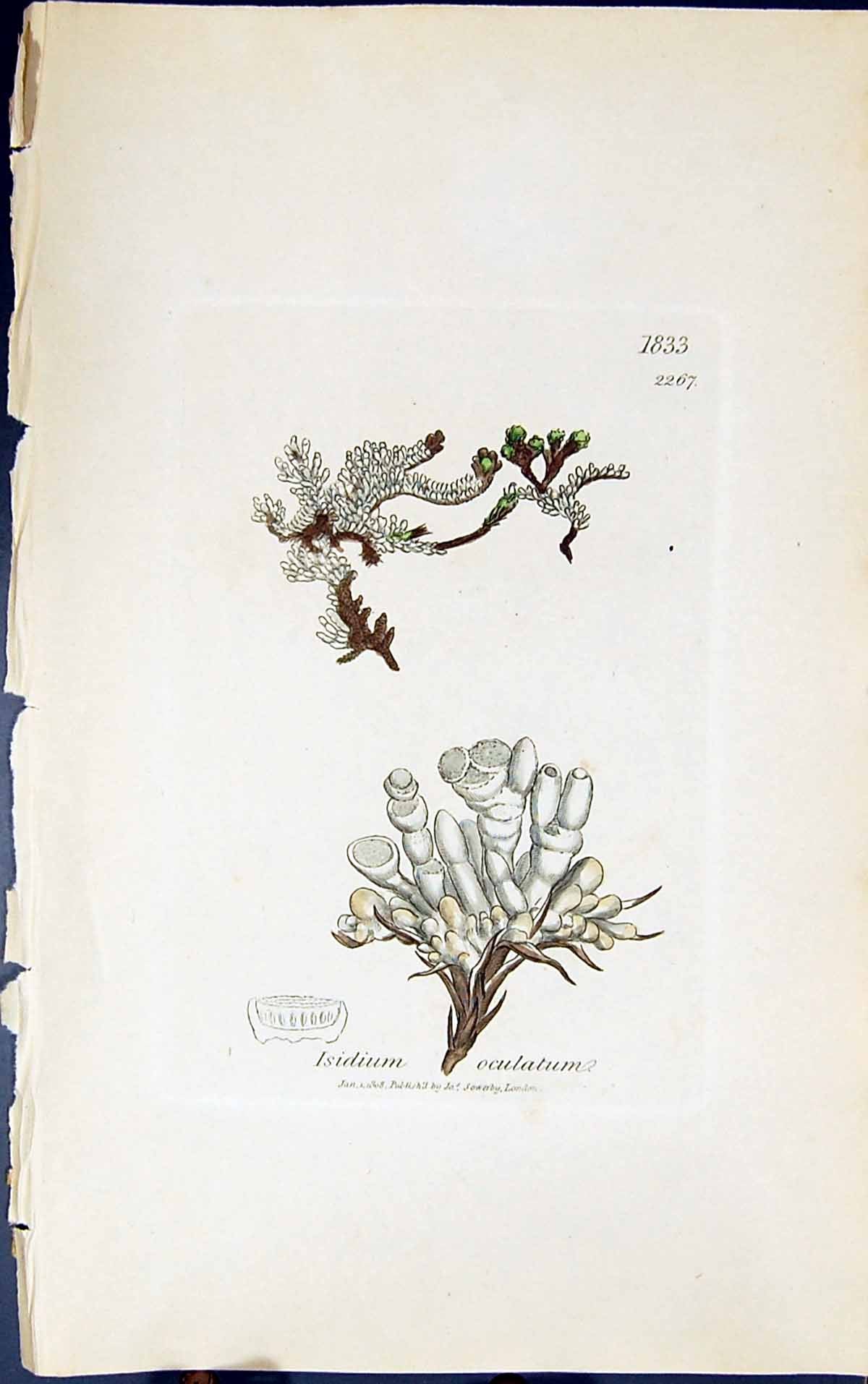 Antique Old Print Isidium Oculatum 1847 British Plants Sowerby Smith Colour