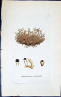 Antique Old Print Sphoerphoron Coralloides 1847 British Plants Sowerby Smith