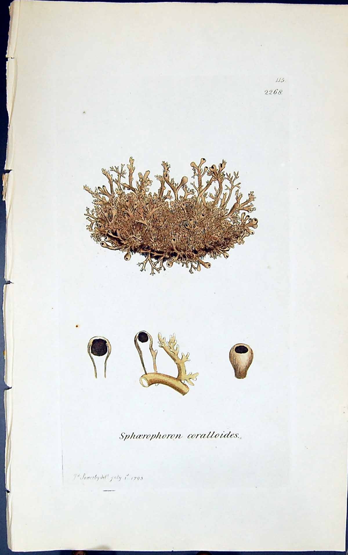 Antique Old Print Sphoerphoron Coralloides 1847 British Plants Sowerby Smith