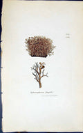 Antique Print Sphoerphoron Fragile 1847 British Plants Sowerby Smith Colour