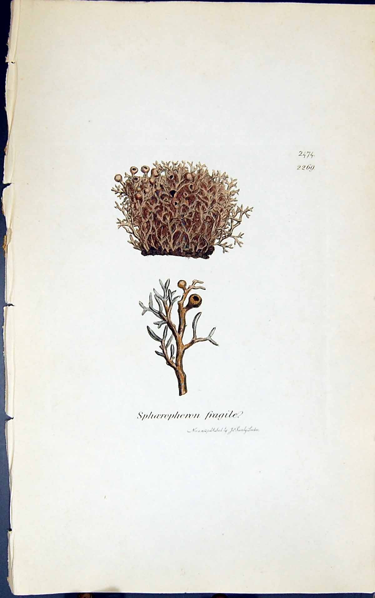 Antique Print Sphoerphoron Fragile 1847 British Plants Sowerby Smith Colour