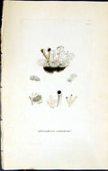 Antique Old Print Sphoerophoron Compressum 1847 British Plants Sowerby Smith