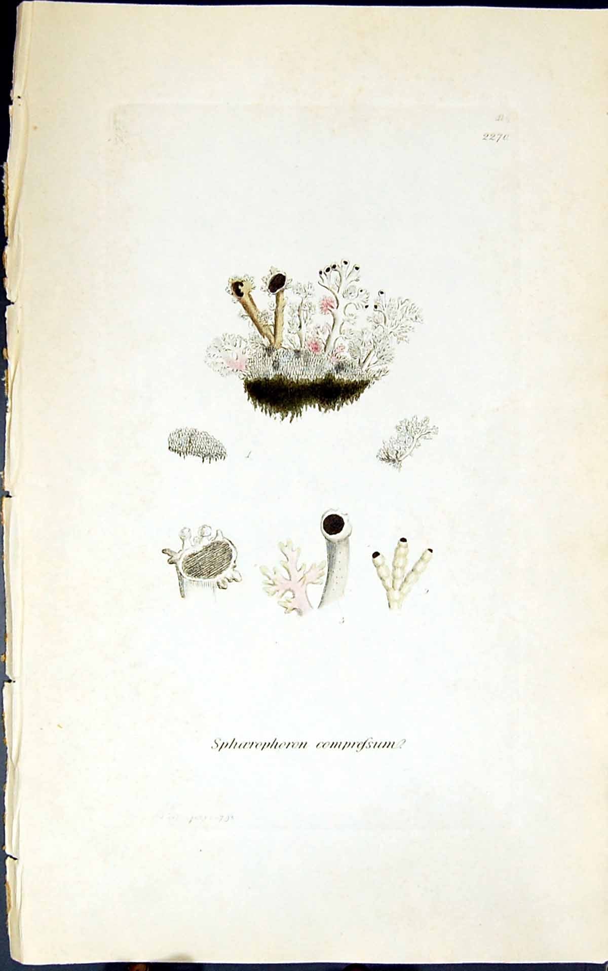 Antique Old Print Sphoerophoron Compressum 1847 British Plants Sowerby Smith