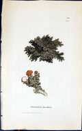 Old Print Stereocaulon Paschale 1847 British Plants Sowerby Smith Colour 19th