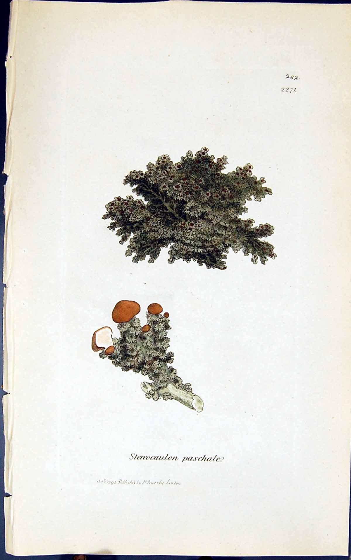 Old Print Stereocaulon Paschale 1847 British Plants Sowerby Smith Colour 19th