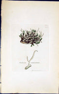 Old Print Cladonia Vermicularis 1847 British Plants Sowerby Smith Colour 19th