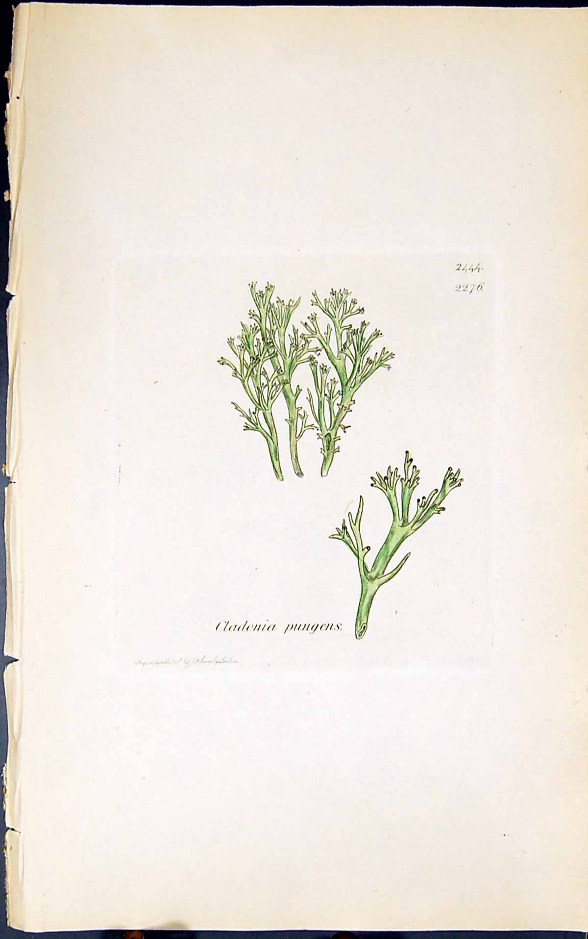 Antique Old Print Cladonia Pungens 1847 British Plants Sowerby Smith Colour