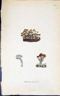 Antique Old Print Cladonia Cariosa 1847 British Plants Sowerby Smith Colour