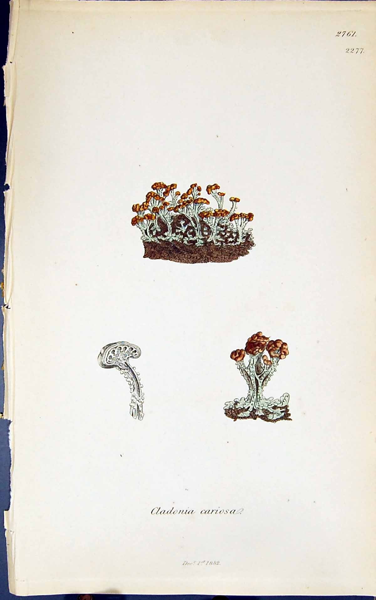 Antique Old Print Cladonia Cariosa 1847 British Plants Sowerby Smith Colour