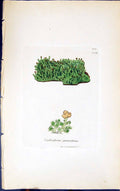 Antique Old Print Scyphophorus Parasiticus 1847 British Plants Sowerby Smith