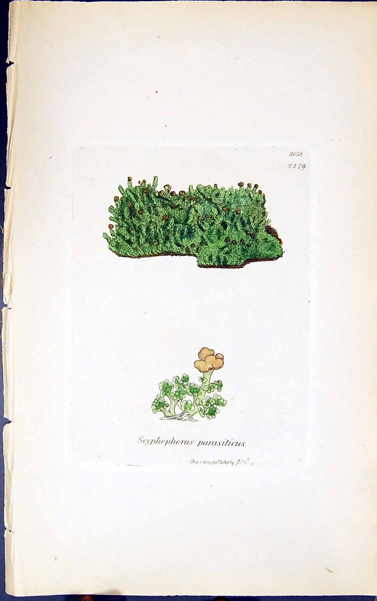 Antique Old Print Scyphophorus Parasiticus 1847 British Plants Sowerby Smith