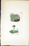 Antique Old Print Scphophorus Mictophyllus 1847 British Plants Sowerby Smith