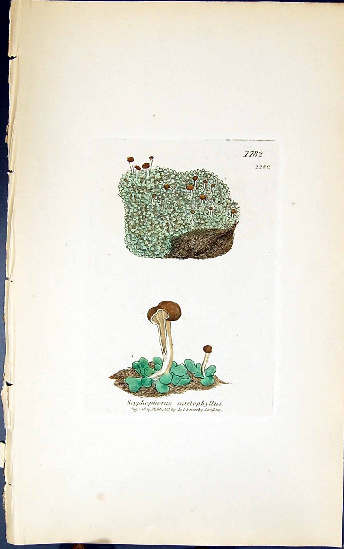 Antique Old Print Scphophorus Mictophyllus 1847 British Plants Sowerby Smith
