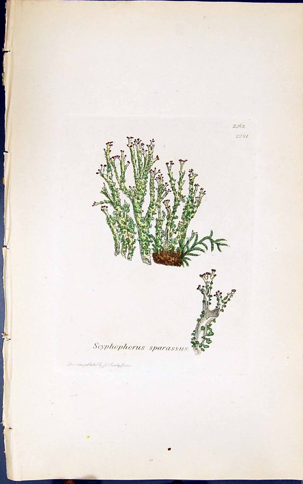 Antique Old Print Scyphophorus Sparassus 1847 British Plants Sowerby Smith 19th