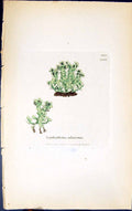 Antique Old Print Scyphophorus Alcicornis 1847 British Plants Sowerby Smith