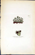 Old Print Scyphophorus Anomoeus 1847 British Plants Sowerby Smith Colour 19th
